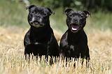 STAFFIE 136